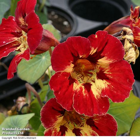 Nasturtium 'Crime Scene' - Seeds