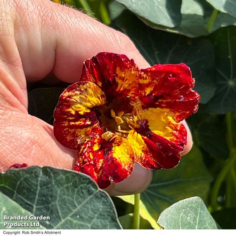 Nasturtium 'Crime Scene' - Seeds