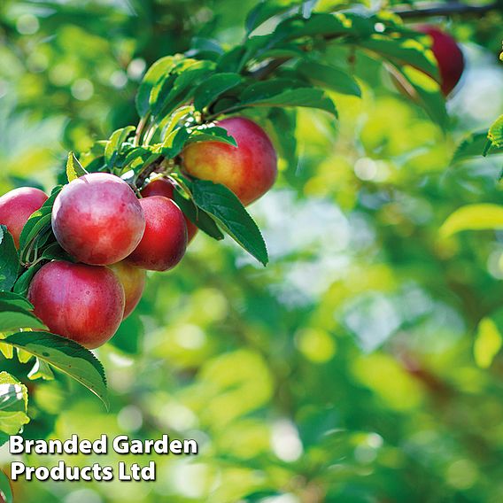 Nectarine 'Madame Blanchette'