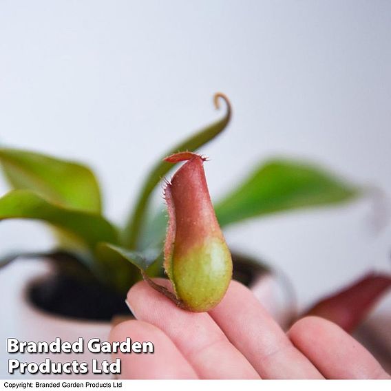 Nepenthes hybrider 'Blood Red'