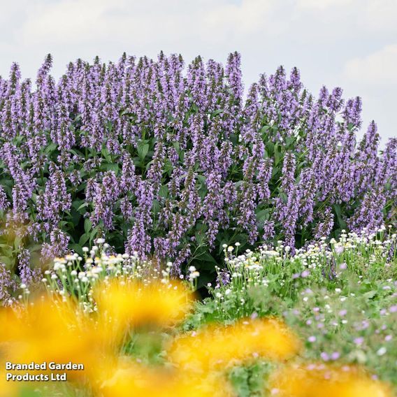 Nepeta 'Magical Mr Blue Sky'