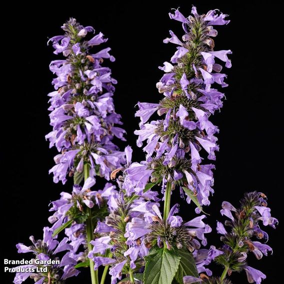 Nepeta 'Magical Mr Blue Sky'