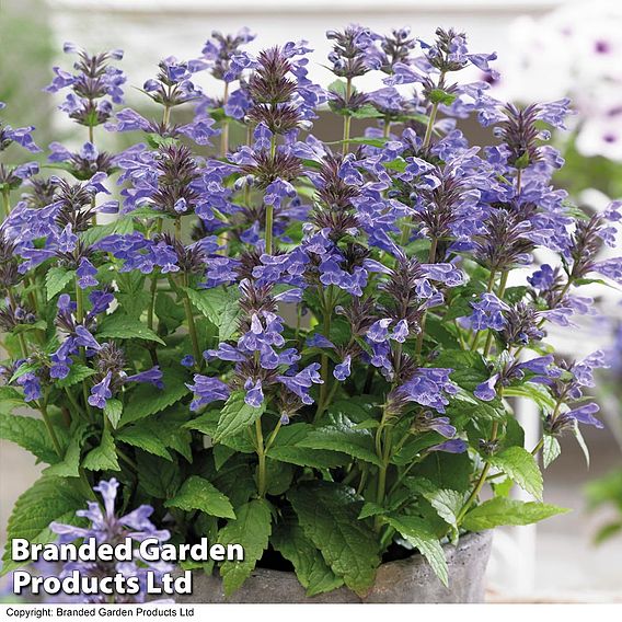 Nepeta 'Neptune'