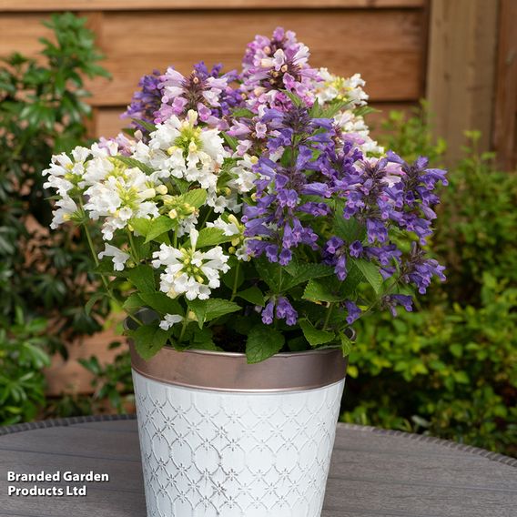 Nepeta 'Panther Mix'