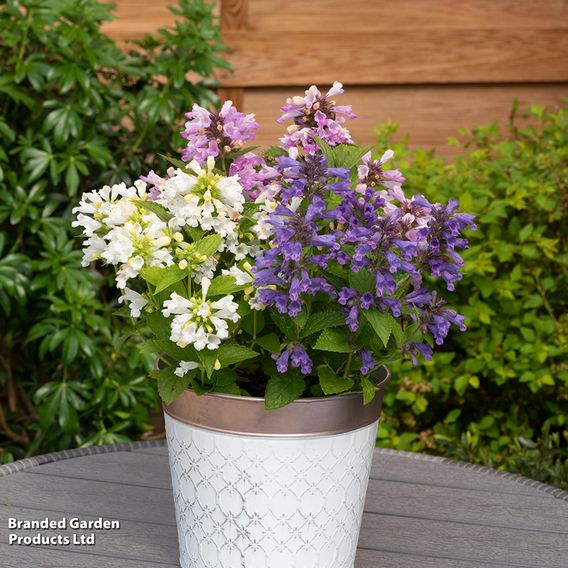 Nepeta 'Panther Mix'