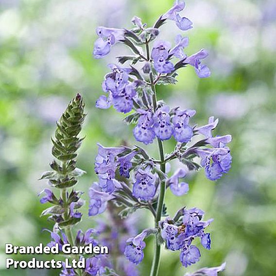 Nepeta racemosa | Dobies