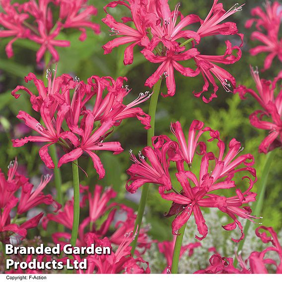 Nerine bowdenii 'Mister John'