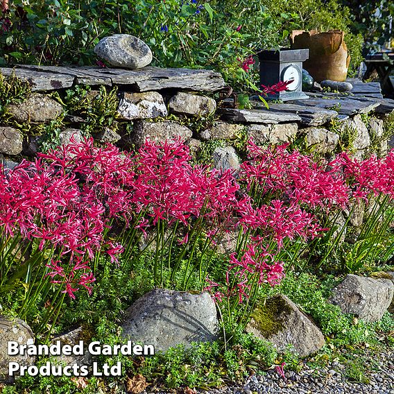 Nerine bowdenii 'Mister John'