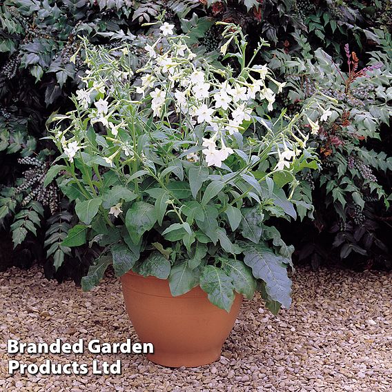 Nicotiana alata