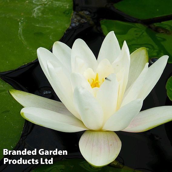 Nymphaea 'Albatross' (Deep Water Aquatic)