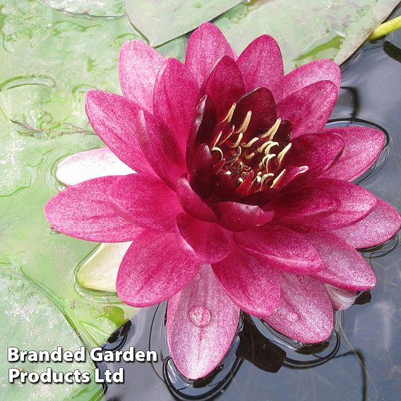 Nymphaea 'Almost Black' (Deep Water Aquatic)