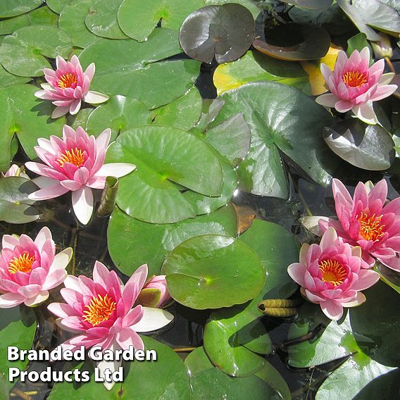 Nymphaea 'Attraction' (Deep Water Aquatic)