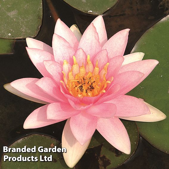 Nymphaea 'Marliacea Carnea' (Deep Water Aquatic)