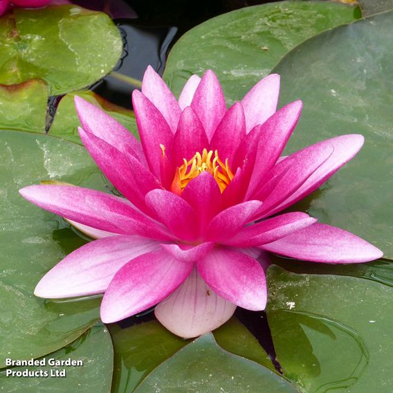 Nymphaea 'Charles de Meurville' (Deep Water Aquatic)