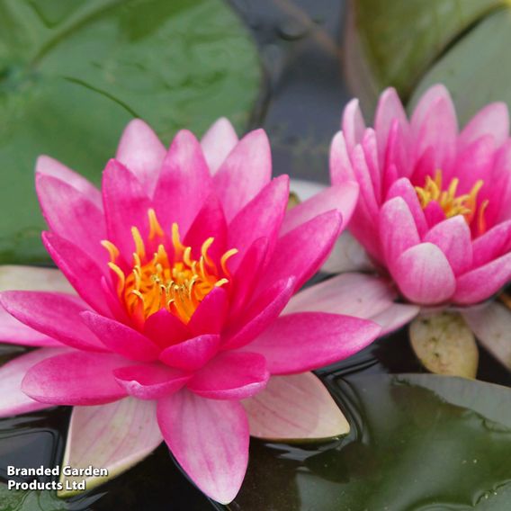 Nymphaea 'Charles de Meurville' (Deep Water Aquatic)