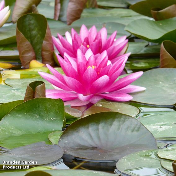 Nymphaea 'Charles de Meurville' (Deep Water Aquatic)