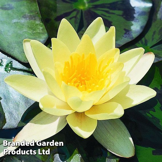 Water Lily Yellow