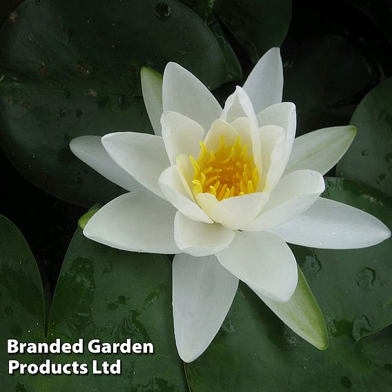 Nymphaea 'Gladstoniana' (Deep Water Aquatic)