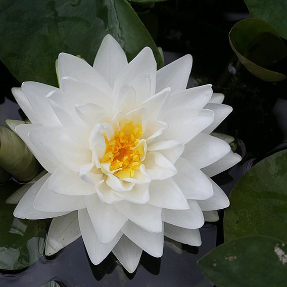 Nymphaea 'Madame Wilfron Gonnere' (Deep Water Aquatic)