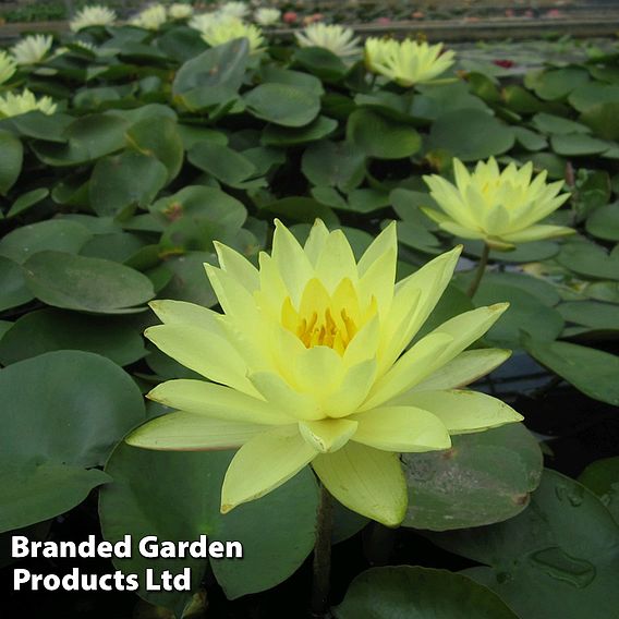 Nymphaea 'Joey Tomocik' (Deep Water Aquatic)