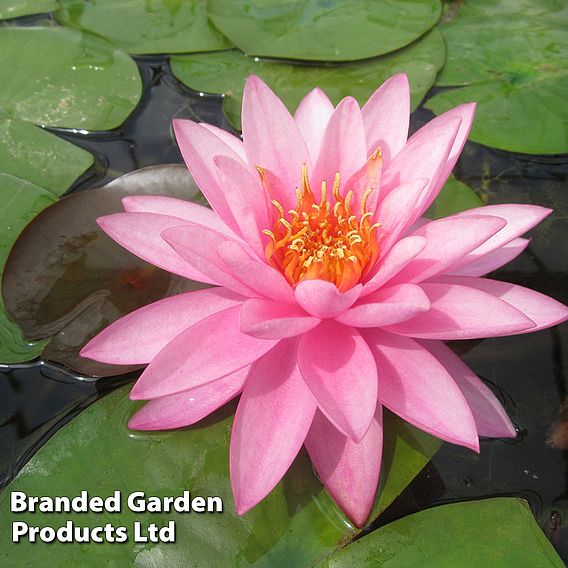 Nymphaea 'Mayla' (Deep Water Aquatic)