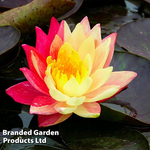 Nymphaea 'Wanvisa' (Deep Water Aquatic)