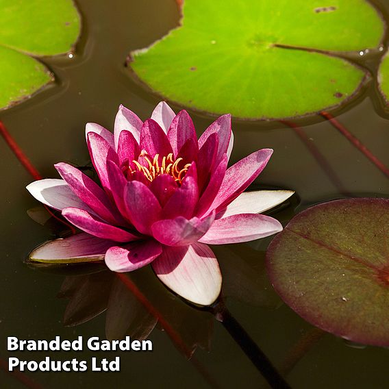 Water Lily (Red)