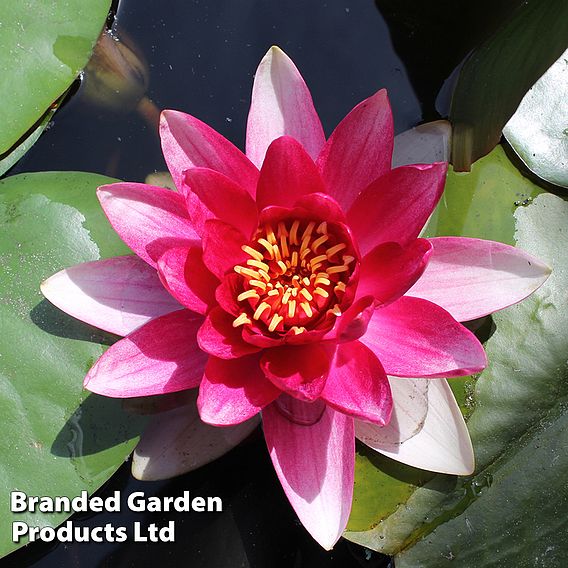 Water Lily (Red)