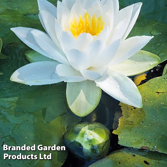 Water Lily White