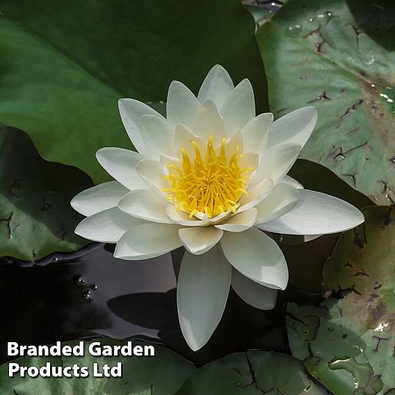 Water Lily White