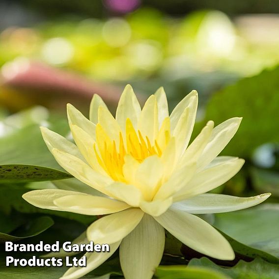 Water Lily Yellow