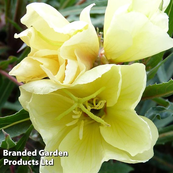 Oenothera 'Apricot Delight'