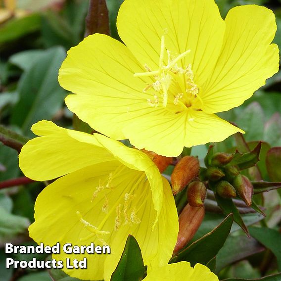 Oenothera tetragona