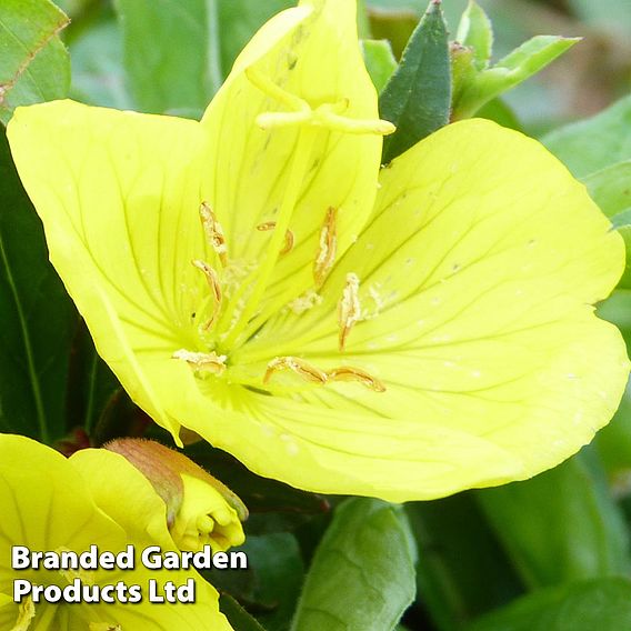 Oenothera fruticosa 'Youngii'