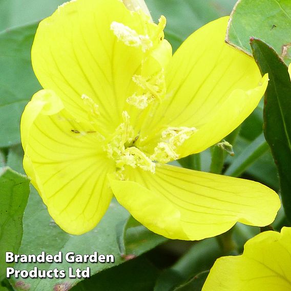 Oenothera fruticosa 'Youngii'