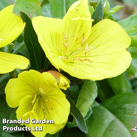 Oenothera fruticosa 'Youngii'