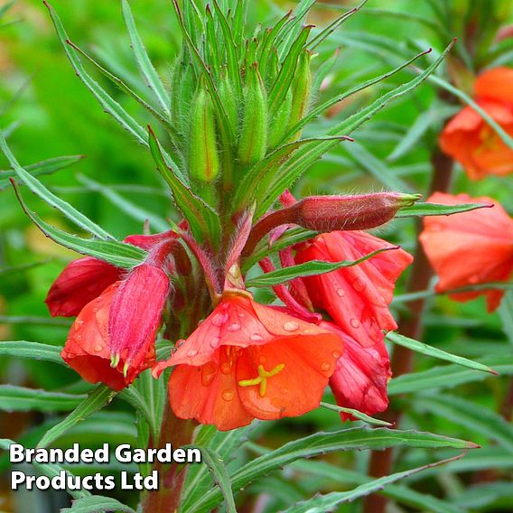 Oenothera 'Sunset Boulevard'