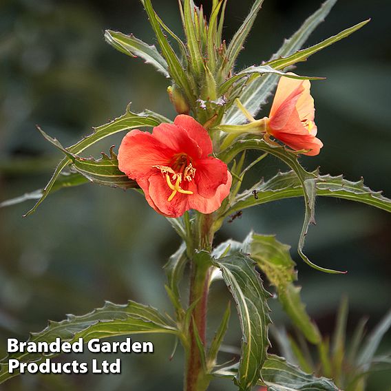 Oenothera 'Sunset Boulevard'