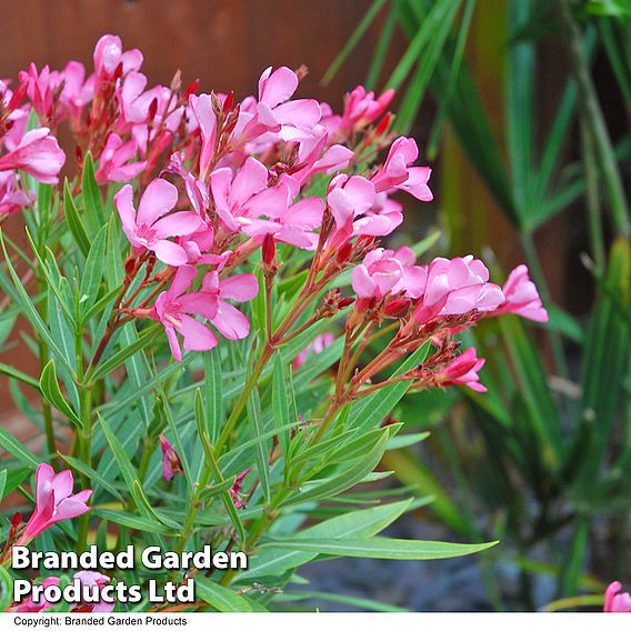 Nerium oleander 'Pink'