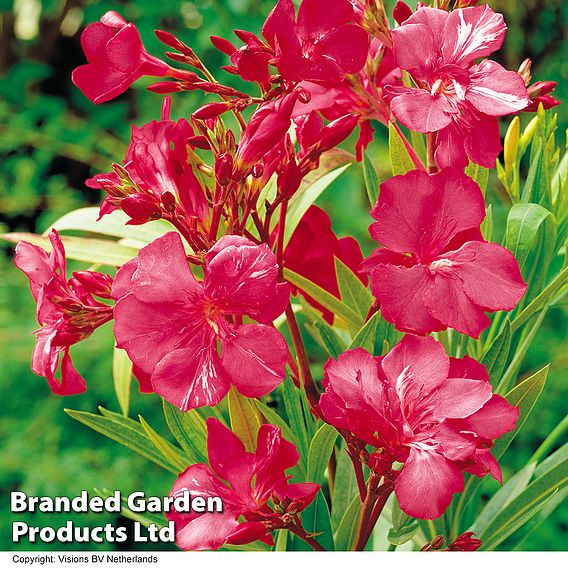 Nerium oleander 'Red'