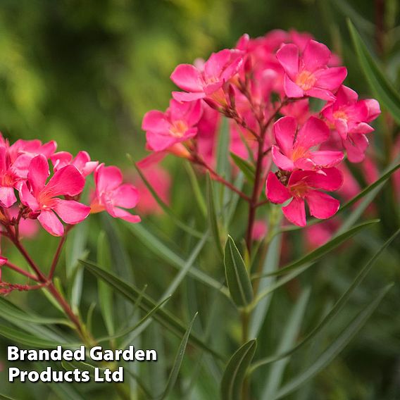 Nerium oleander 'Red'