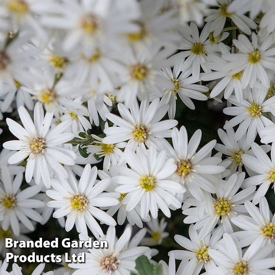 Olearia 'Spring Bling'