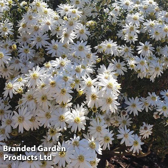 Olearia 'Spring Bling'