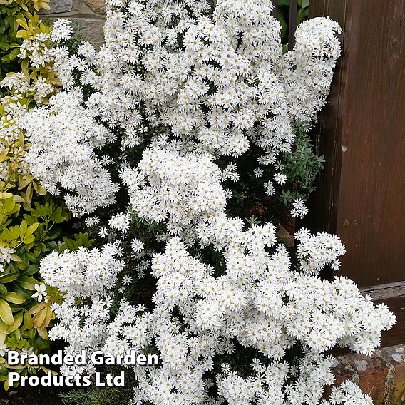 Olearia 'Spring Bling'