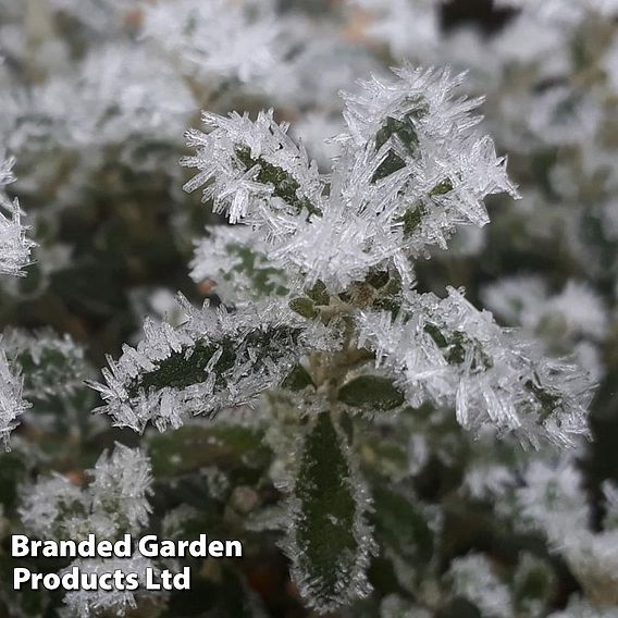 Olearia 'Spring Bling'