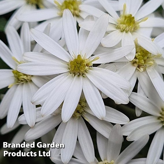 Olearia 'Spring Bling'