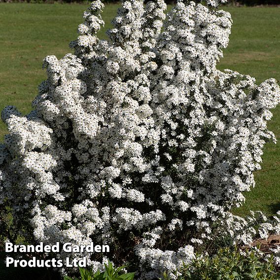 Olearia 'Spring Bling'