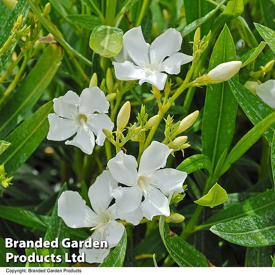 Nerium oleander 'White'