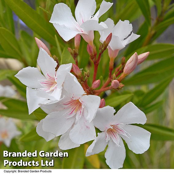 Nerium oleander 'White'