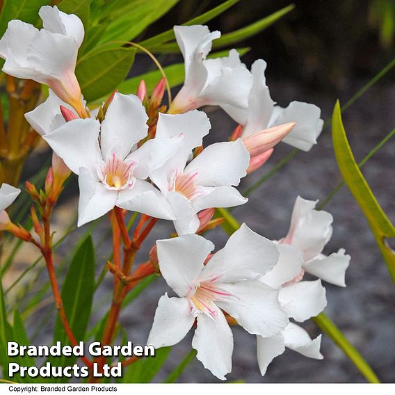 Nerium oleander 'White'